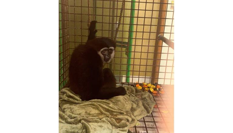 23a33b907b38-qatar-primate-dark-handed-gibbon.jpg