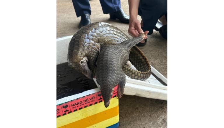 51ea779eb3af-laos_pangolin-seizure.jpg