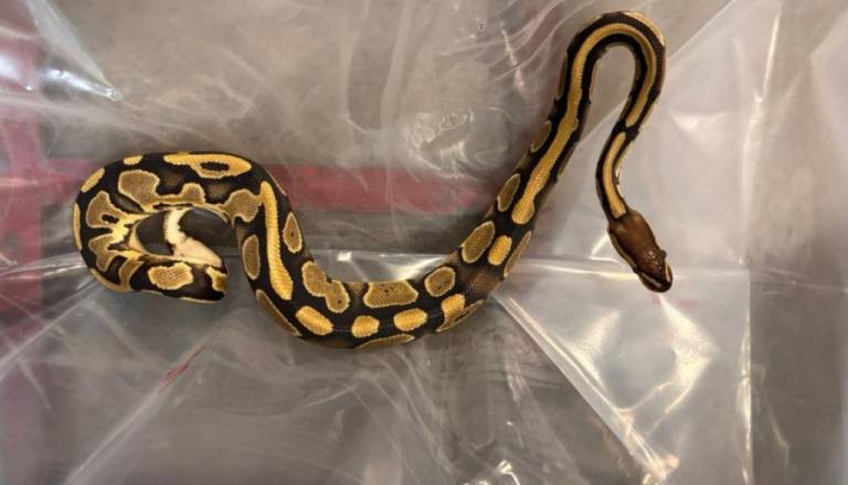 6b66ea5c38da-mex_snake-seized.jpg