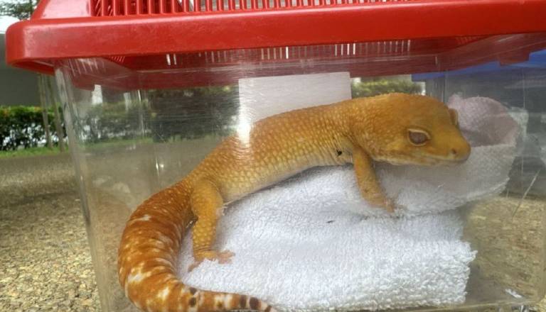 7c65d79ee7eb-sin_gecko-yellow.jpg