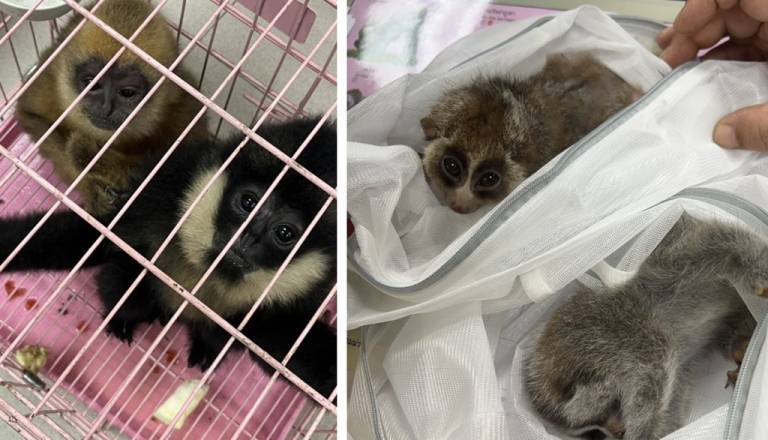 9cd5735b93df-thailand-primates-and-loris.jpg