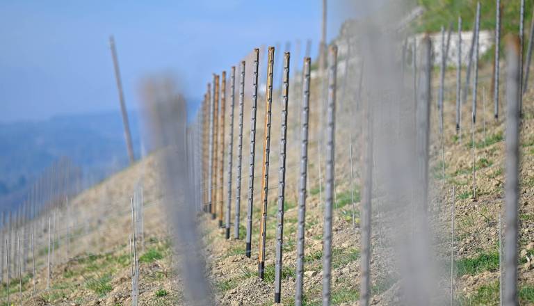 Zasaditev vinograda Piramida-29.jpg