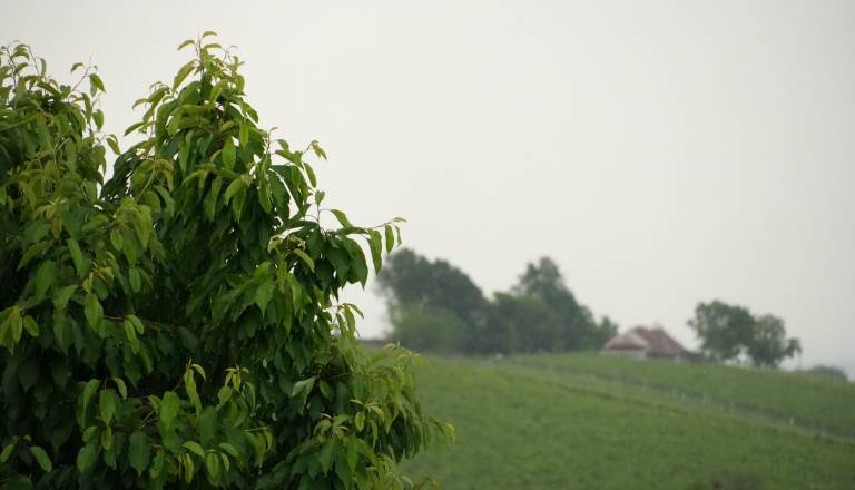 dsc00303-copy.JPG