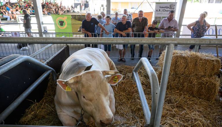 mvz_9096.jpg