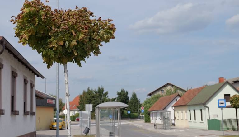 p1146576.JPG