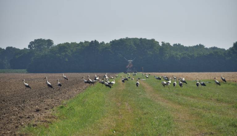 storklje-se-ponekod-ze-zbirajo-v-jate_izakovci_foto-anja-cigan.JPG