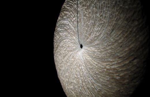 ODPRTJE RAZSTAVE ORGANISMS: PRAH SI IN V PRAH SE POVRNEŠ