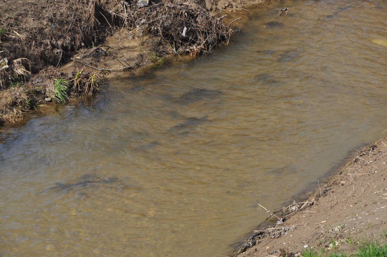 Puconski potok na mestu, kjer ni onesnažen