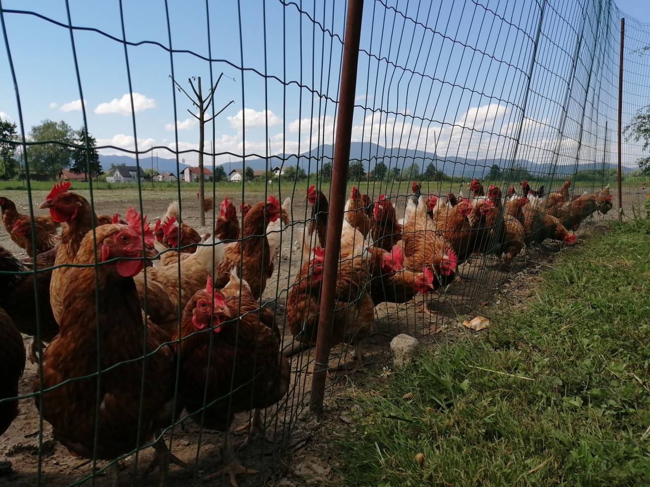 Blagovna znamka craft piva Rooster je dobila ime po živahnem in priljudnem domačem petelinčku. 