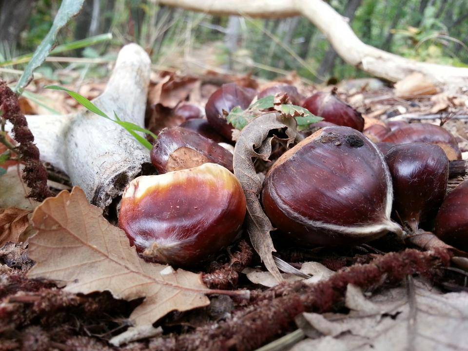 Se odpravljate po kostanj? Pozor, na teh mestih vas lahko nabiranje drago stane