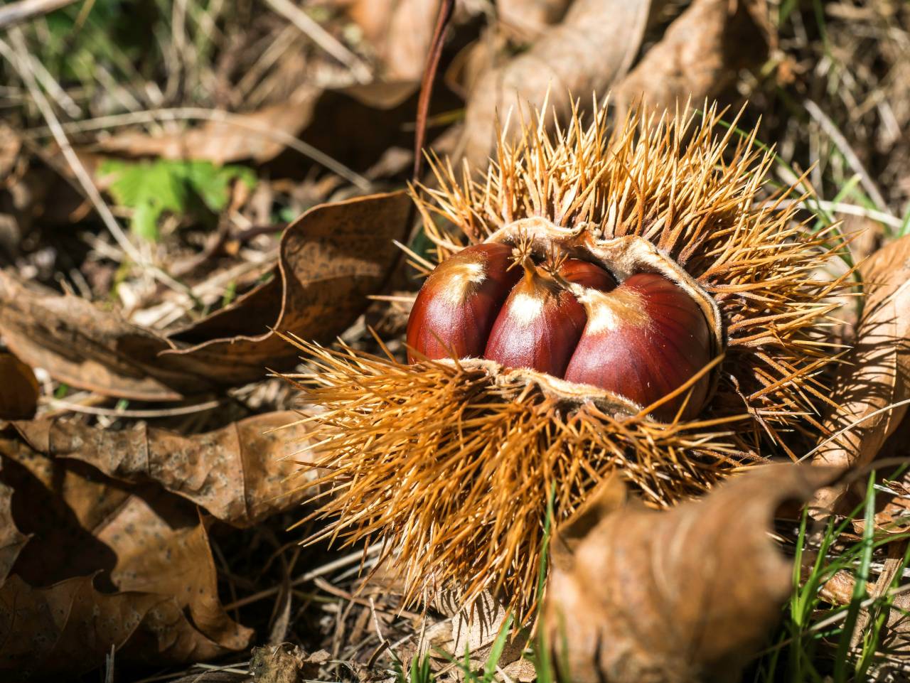 Se odpravljate po kostanj? Na teh mestih je nabiranje prepovedano in kaznivo