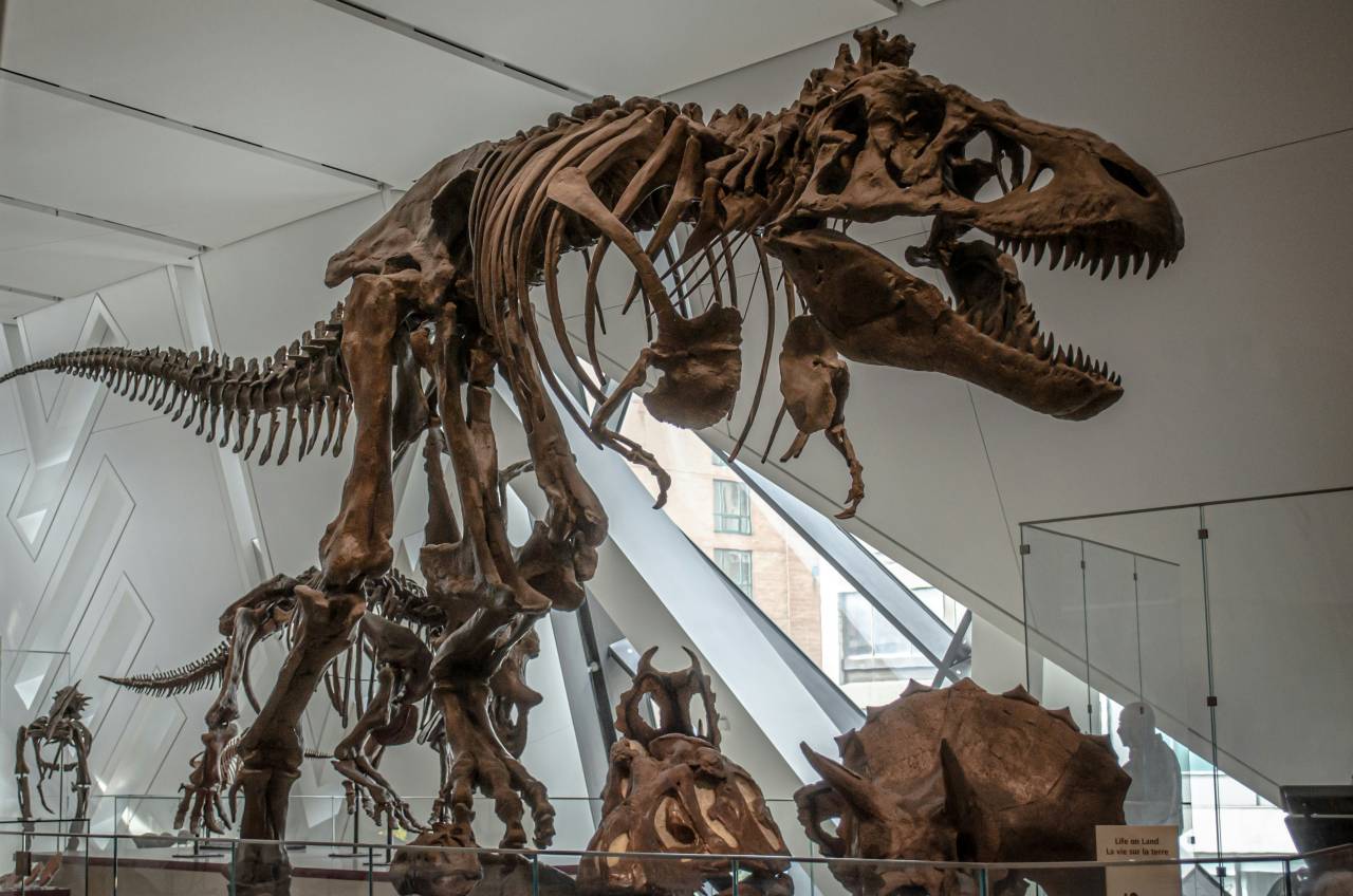 Veliko odkritje v Istri: Pod morjem našli ostanke še neznane vrste dinozavra