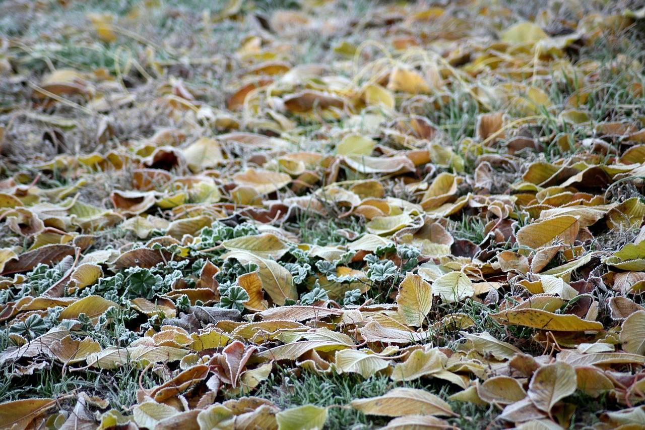 Oktobrski mraz pokazal zobe, tudi na Ptuju temperature pod ničlo