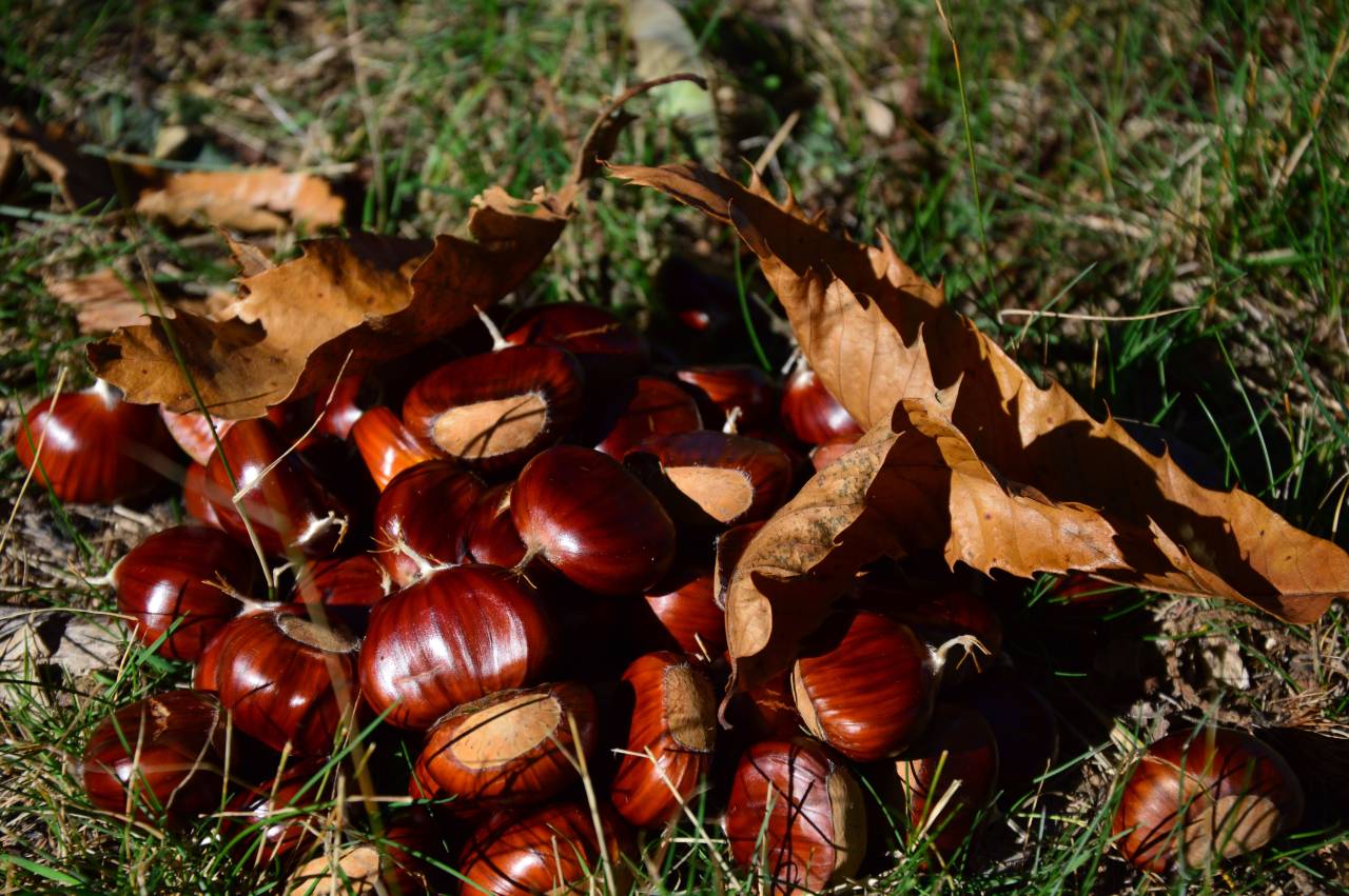 Kostanj skriva številne koristi za zdravje, ki jih morda ne poznate
