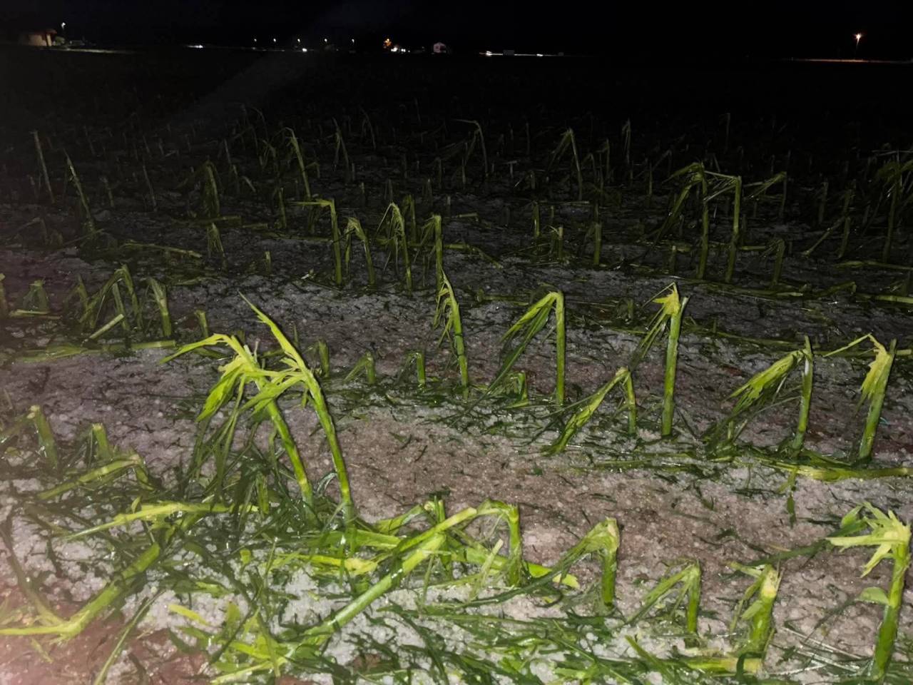 FOTO in VIDEO: Takšne posledice je za seboj pustila večerna nevihta, v okolici Ptuja toča povsem opustošila poljščine