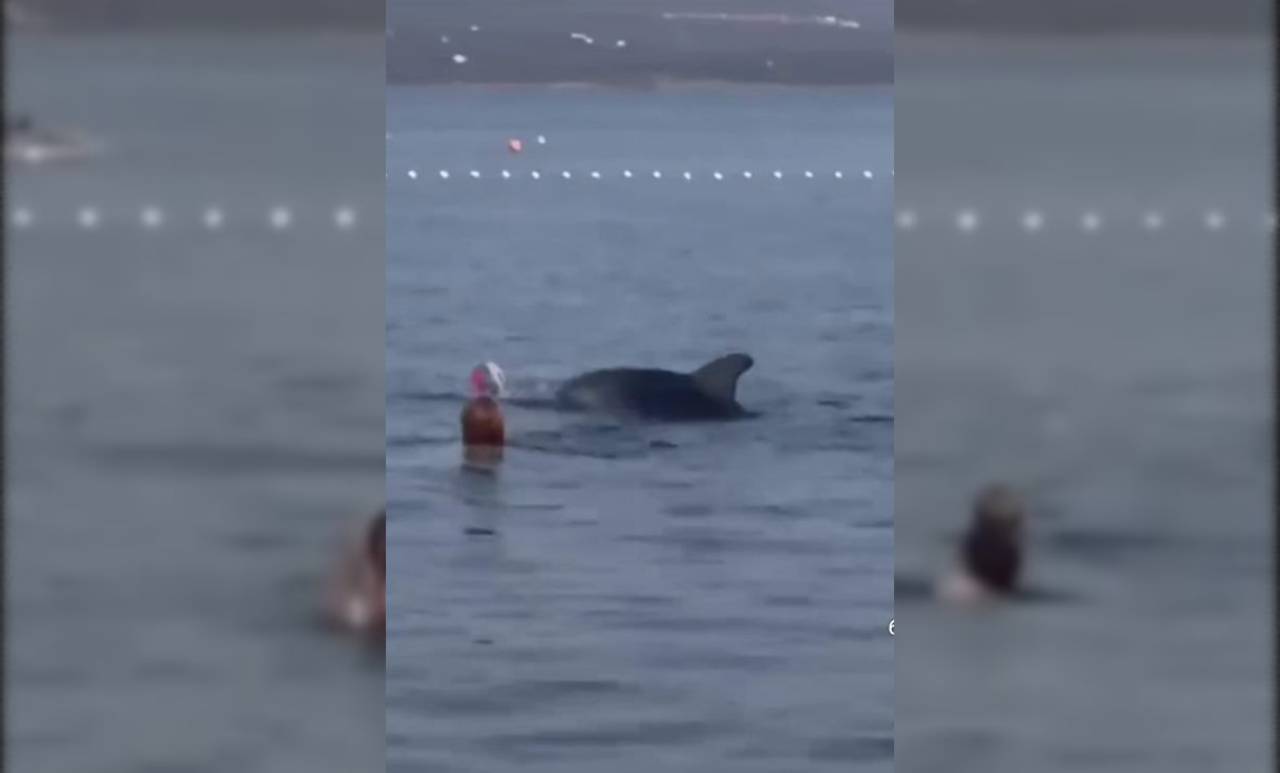 Osupljiv prizor v Dalmaciji: Delfin se je med kopalci igral z napihljivo žogo