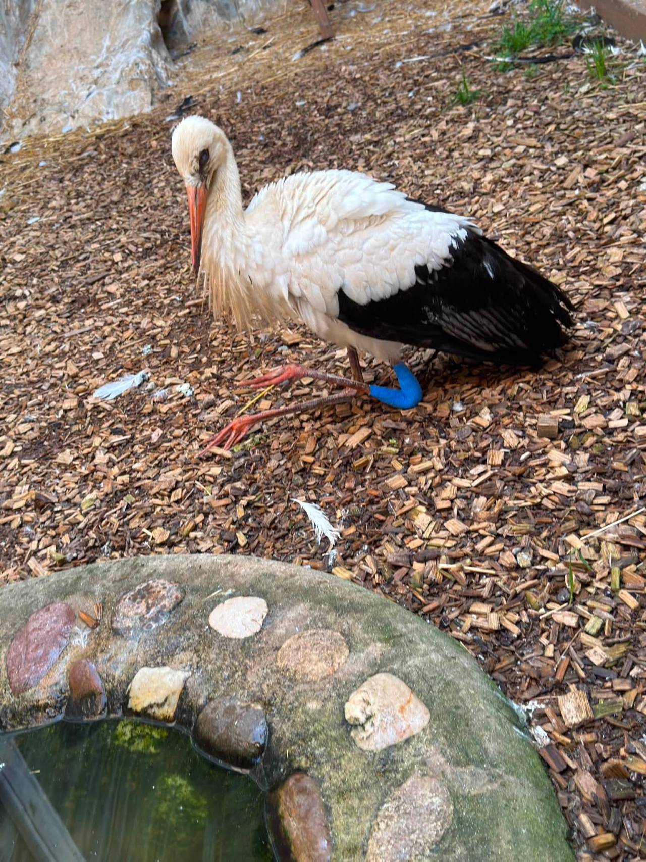 Štorklje Lily iz Gorišnice niso mogli rešiti, poškodbe so bile prehude