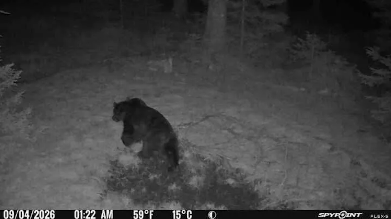 Medved na Pohorju? Pohodnik na poti proti Črnemu jezeru naletel na sveže sledi