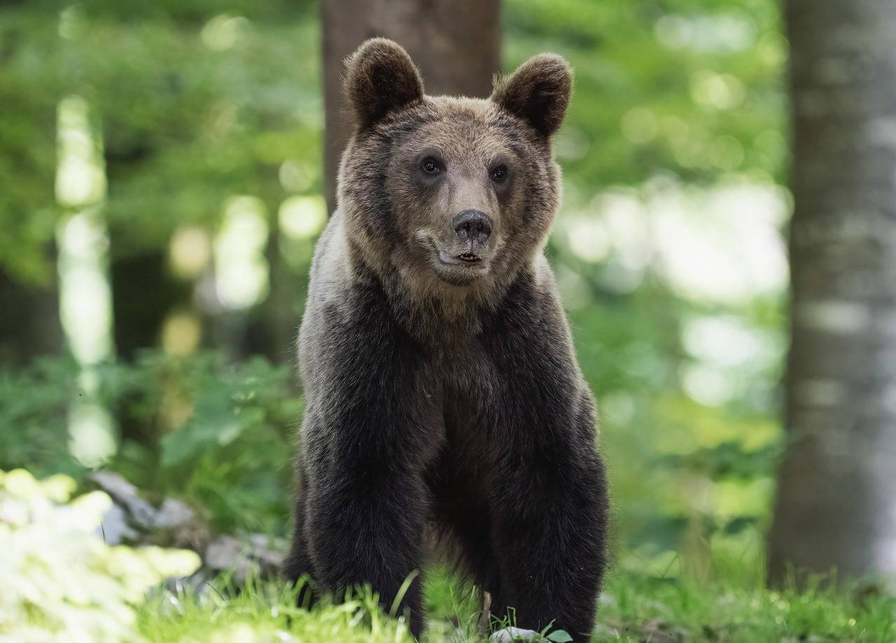 Na Pohorju so volkovi, pred dnevi opazili tudi medveda. Kaj morajo vedeti gobarji?