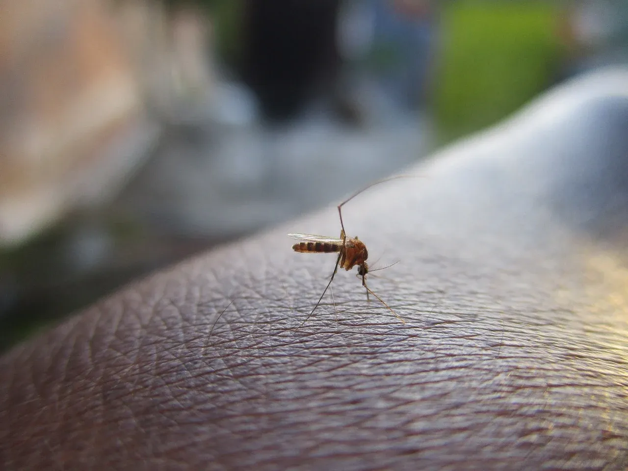 Virus Zahodnega Nila letos prizadel že 144 območij v Evropi