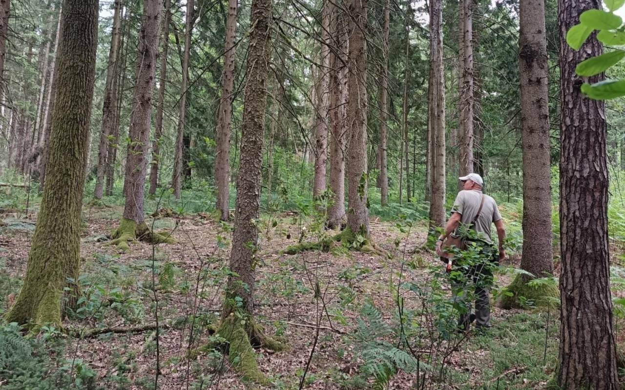 Gozdovi po vročem poletju močno oslabljeni, na udaru tudi Ptujsko polje in Haloze