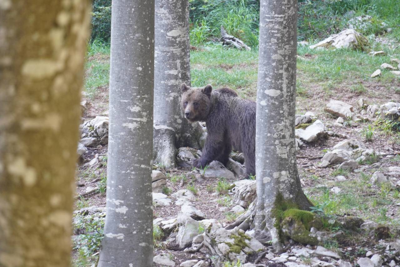 Pohorje kliče gobarje in pohodnike, a previdno: Lovske kamere zaznale medveda, tam živijo tudi volkovi