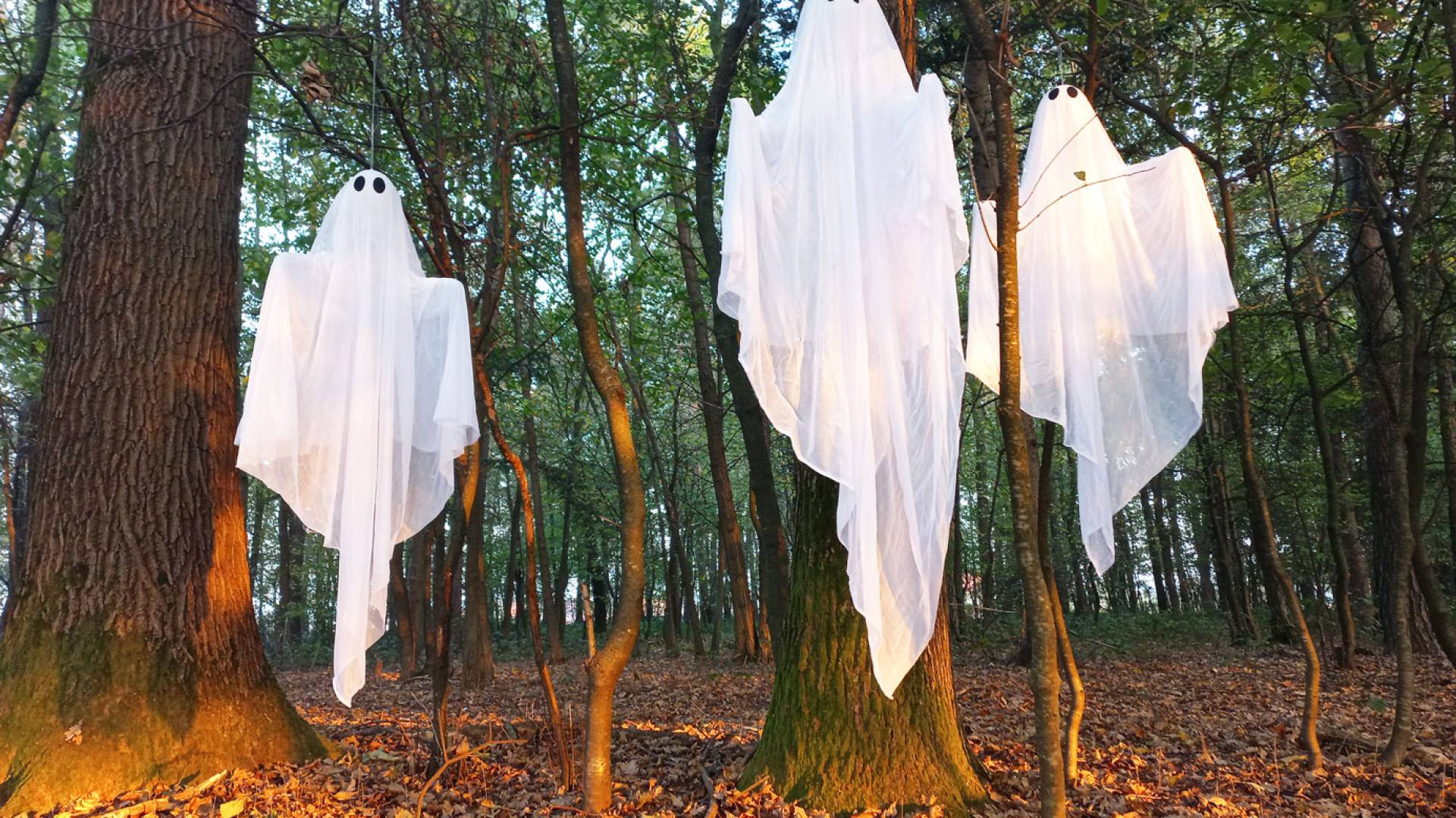 Čarovnice, duhovi in buče: V Magičnem gozdu blizu Maribora bo tudi letos strašilo 