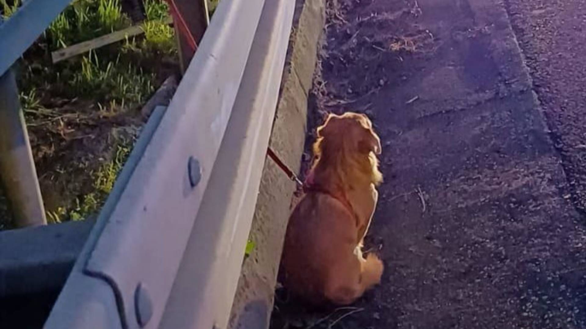 Ganljiv prizor na avtocesti: Gasilci reševali voznika, pes ostal ob avtomobilu in žalostno opazoval