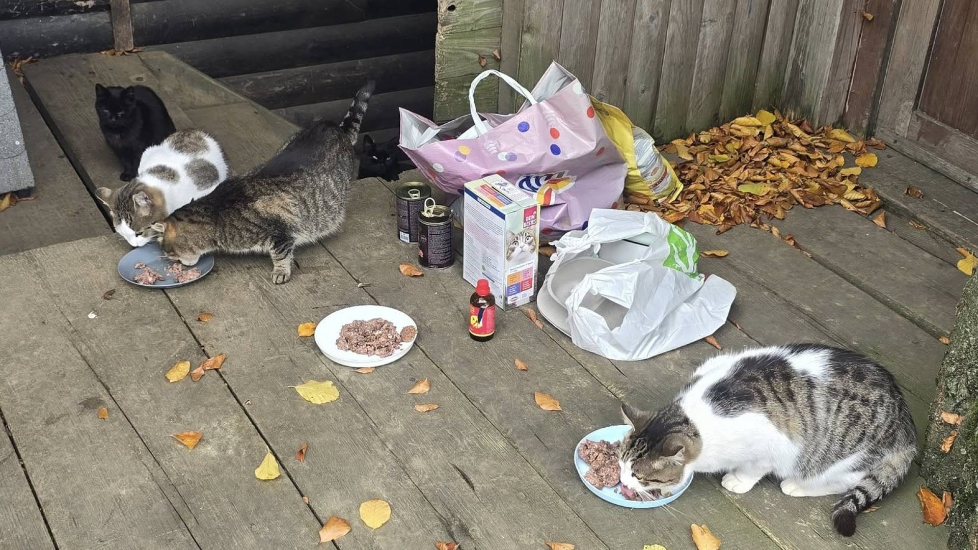 Kdo bo poskrbel za pohorske muce? Kočo Koča, njihov dom, naj bi rušili že v ponedeljek