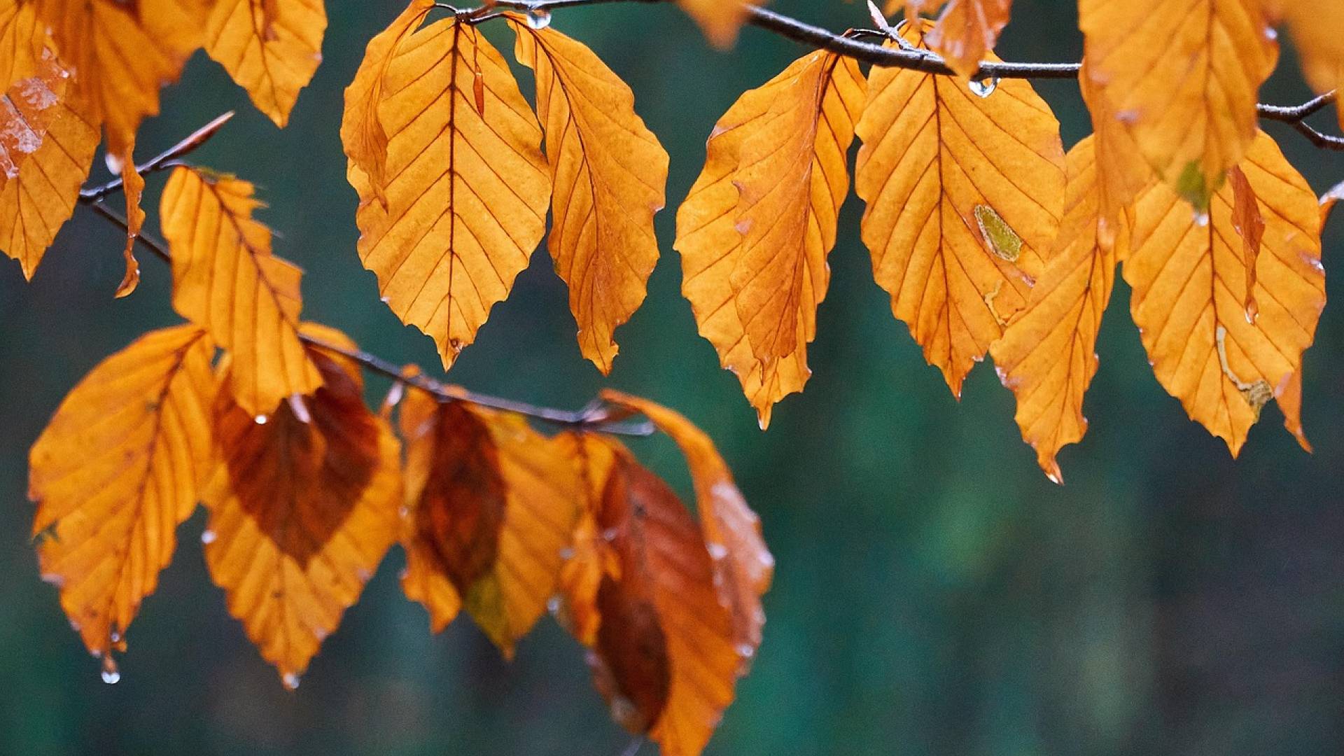 Naše kraje prešla hladna fronta z močni nalivi in sunki vetra