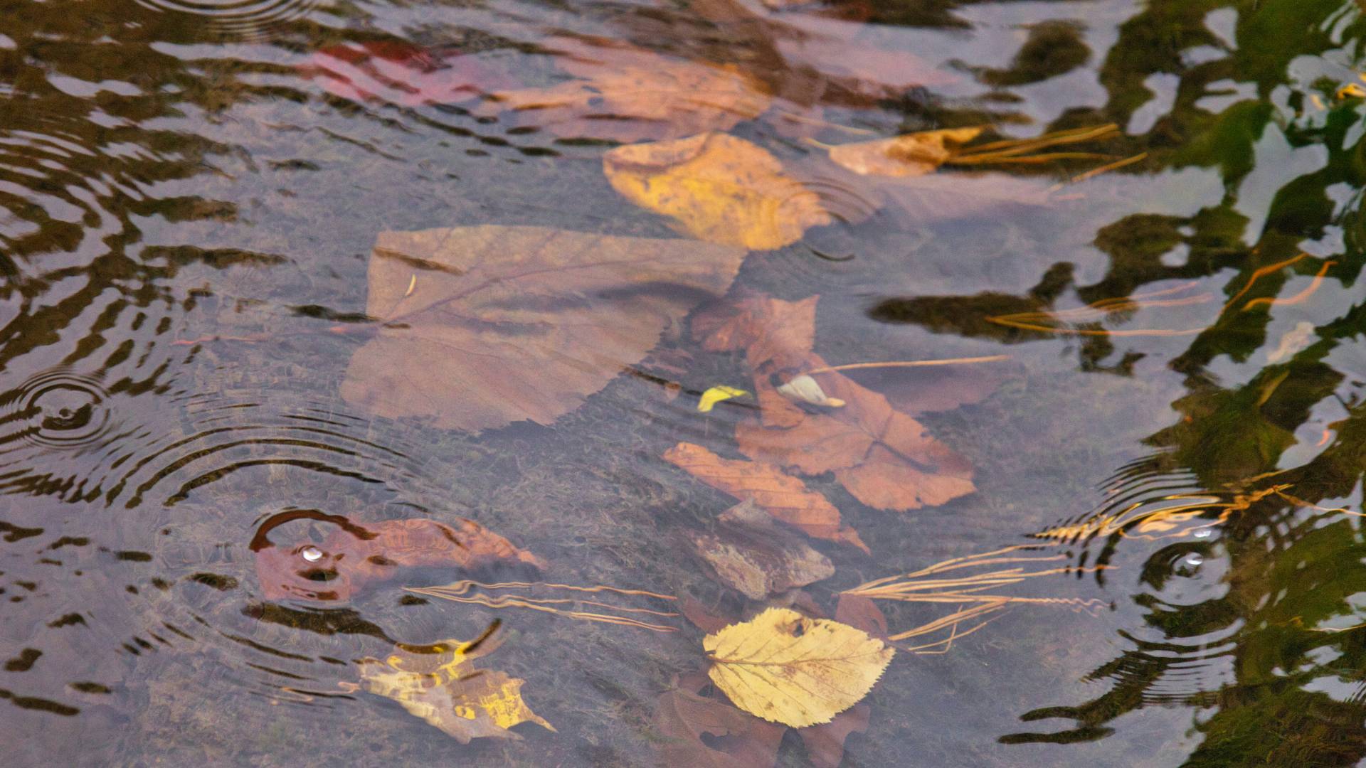 Petek bodo zaznamovale plohe in nevihte, kakšno bo vreme ob začetku jesenskih počitnic? 