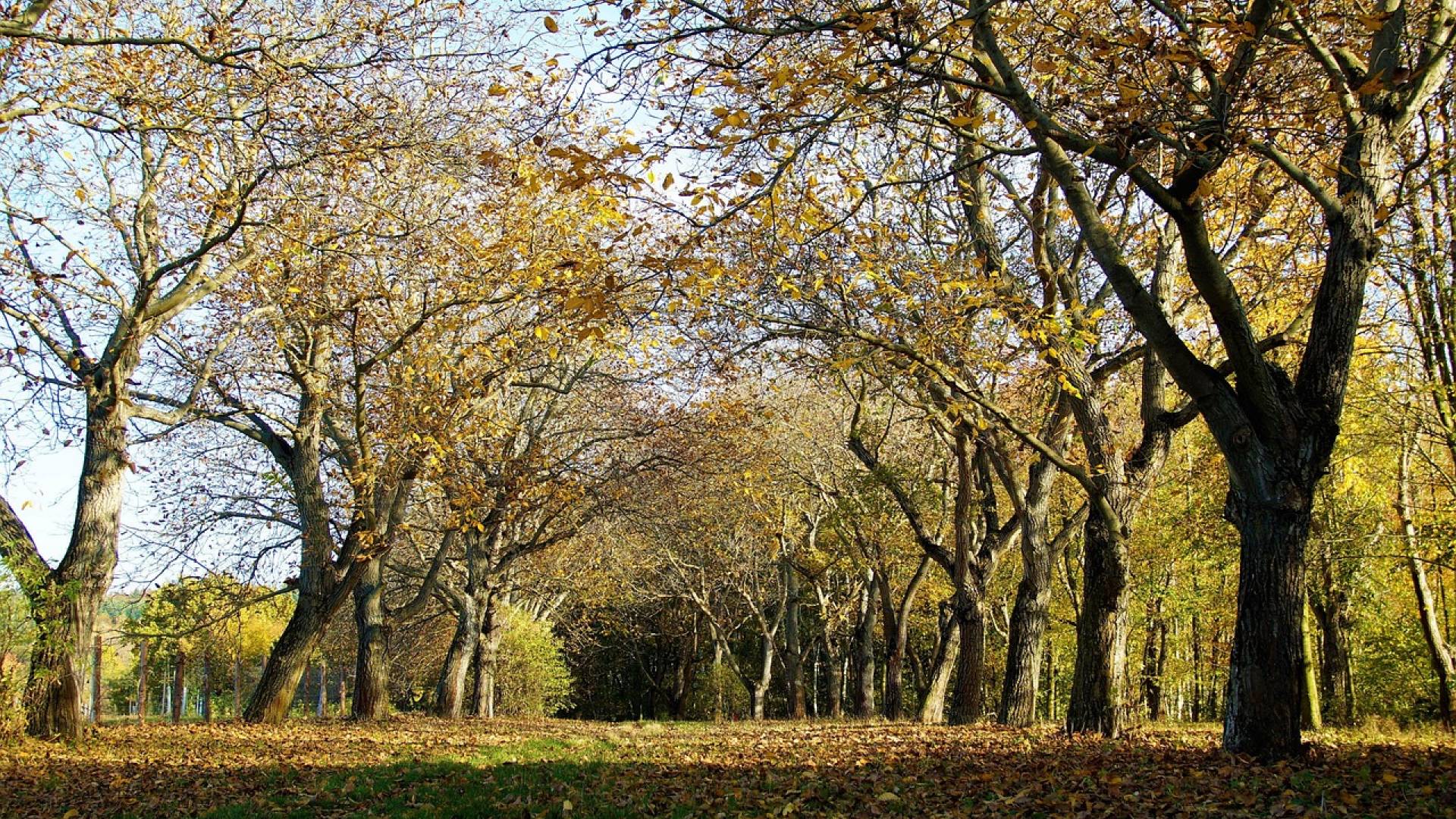 VIDEO: Družinski spor zaradi meje: Eden porezal orehe, drugi z motorno žago nad 53 trt