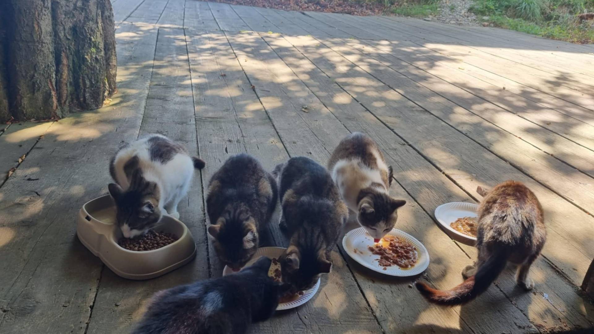 Pohorske muce ne bodo ostale brez zavetja. Marprom pred časom nabavilo mini mačje 'hotele'