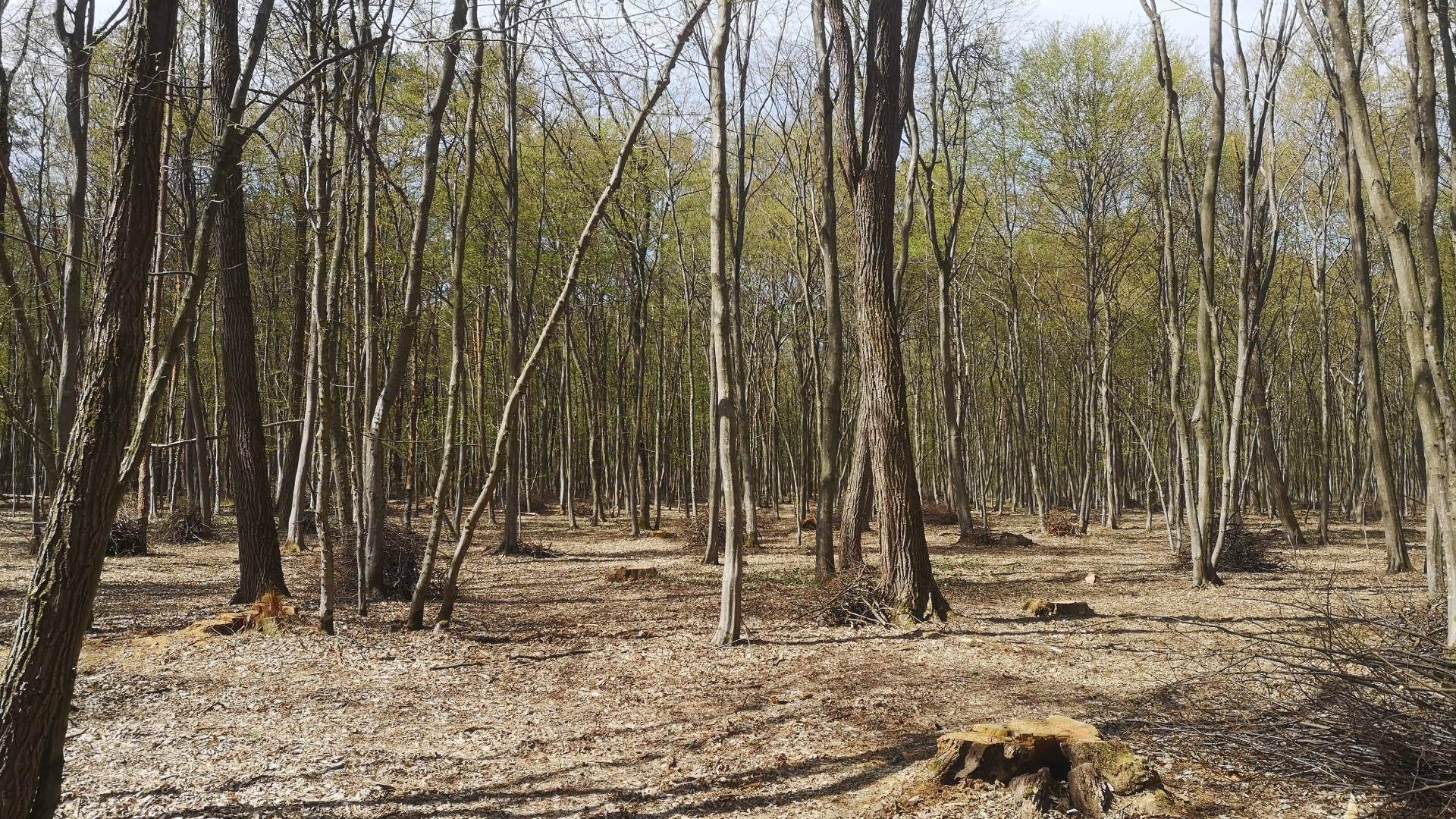 44-letnik umrl med podiranjem smreke