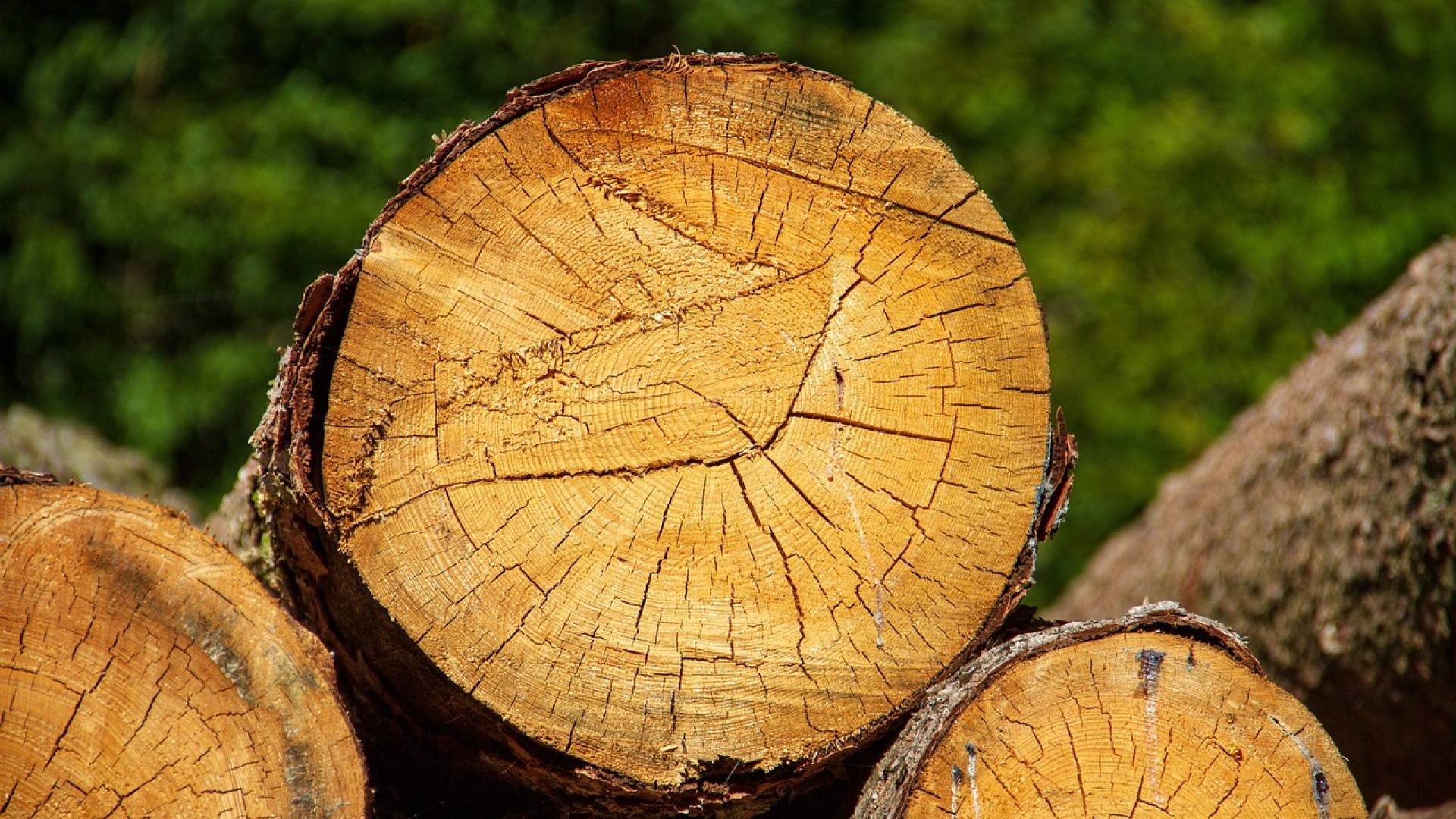 44-letnik umrl med podiranjem smreke