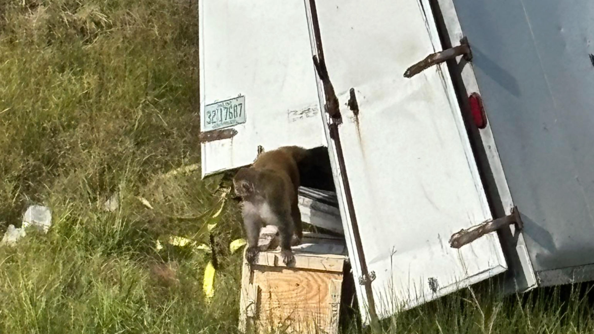 Opica, okužena s hepatitisom, herpesom in covidom, na begu, oblasti: »Nevarna je!«