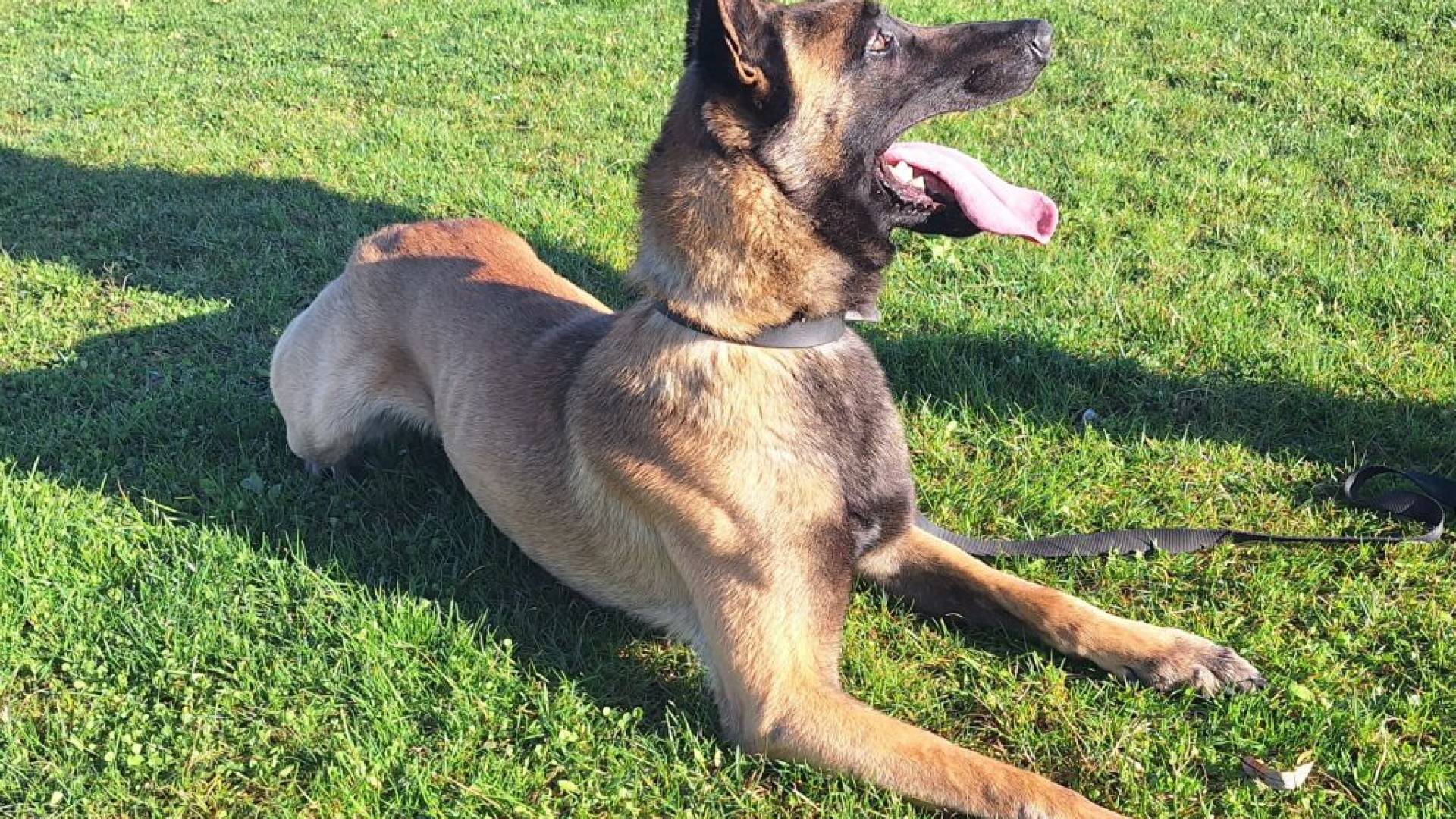 Slovo od policijske službe: trije štirinožci želijo v civilno življenje