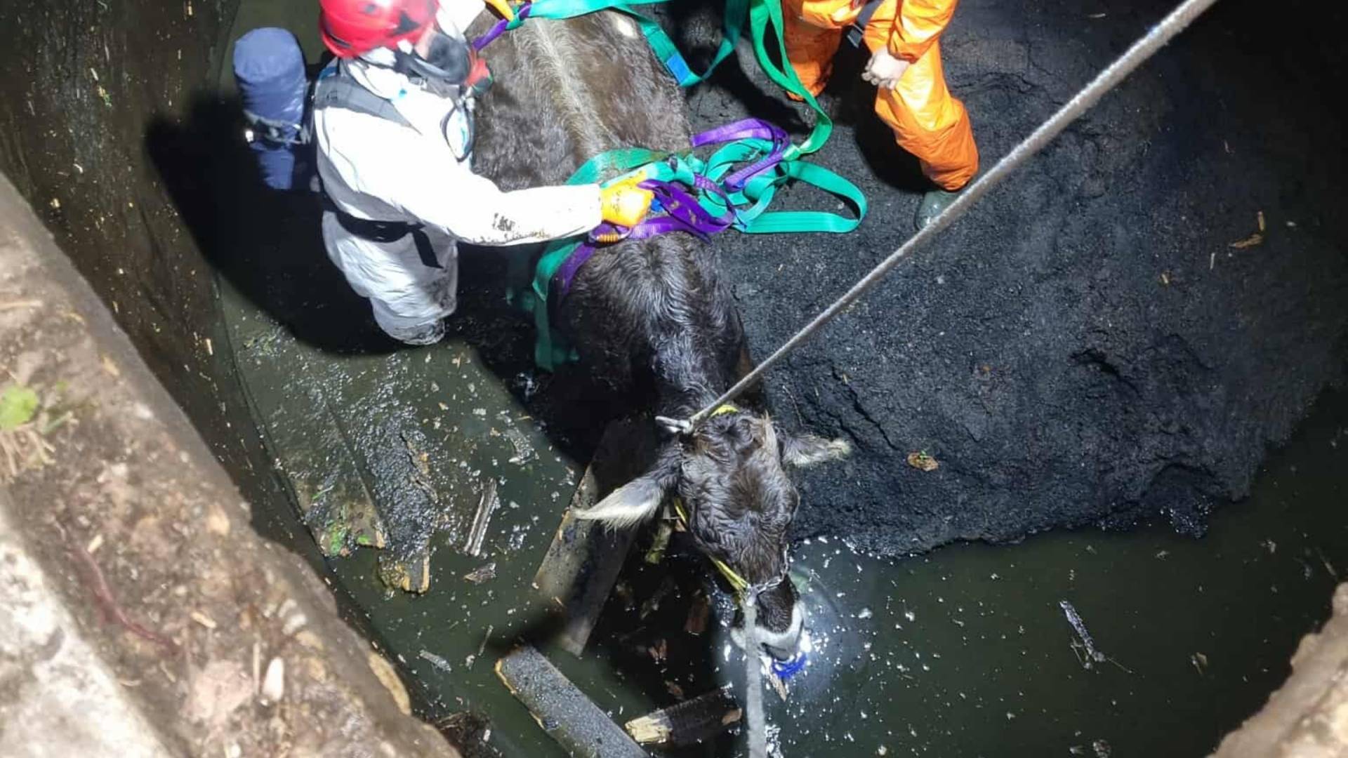 Konec dober, vse dobro: Gasilci iz gnojne jame rešili brejo telico