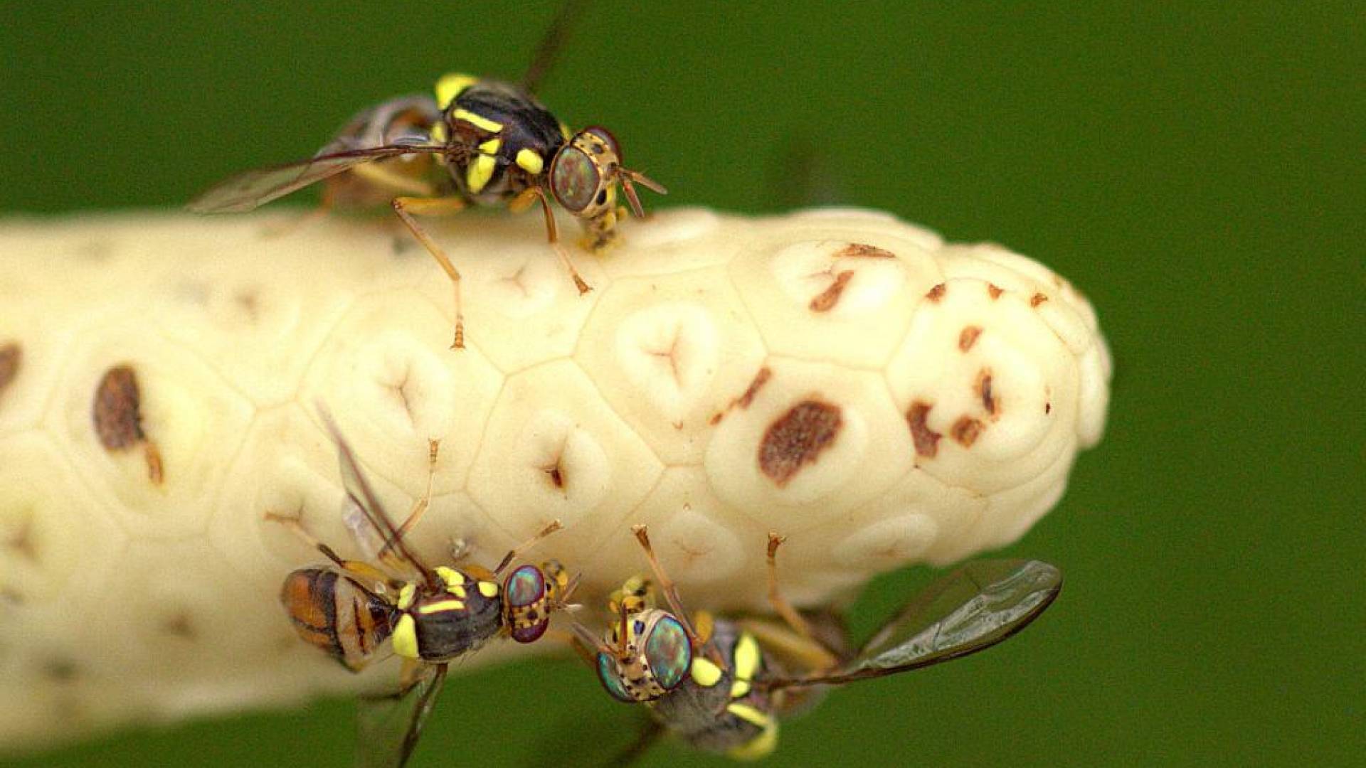 Nevaren škodljivec odkrit v bližini, ogroža sadje in zelenjavo