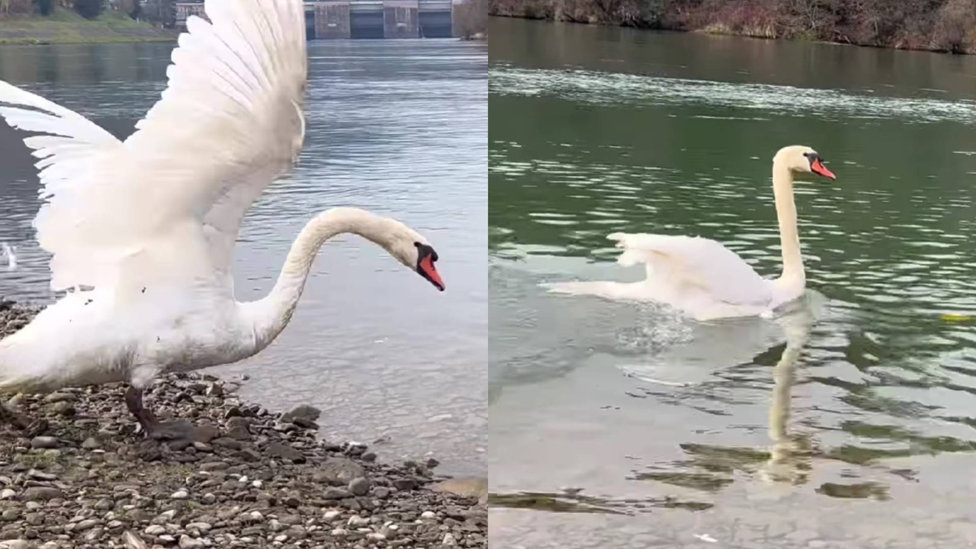 Zdravljenje obrodilo sadove: Še dva laboda vrnili v reko Dravo