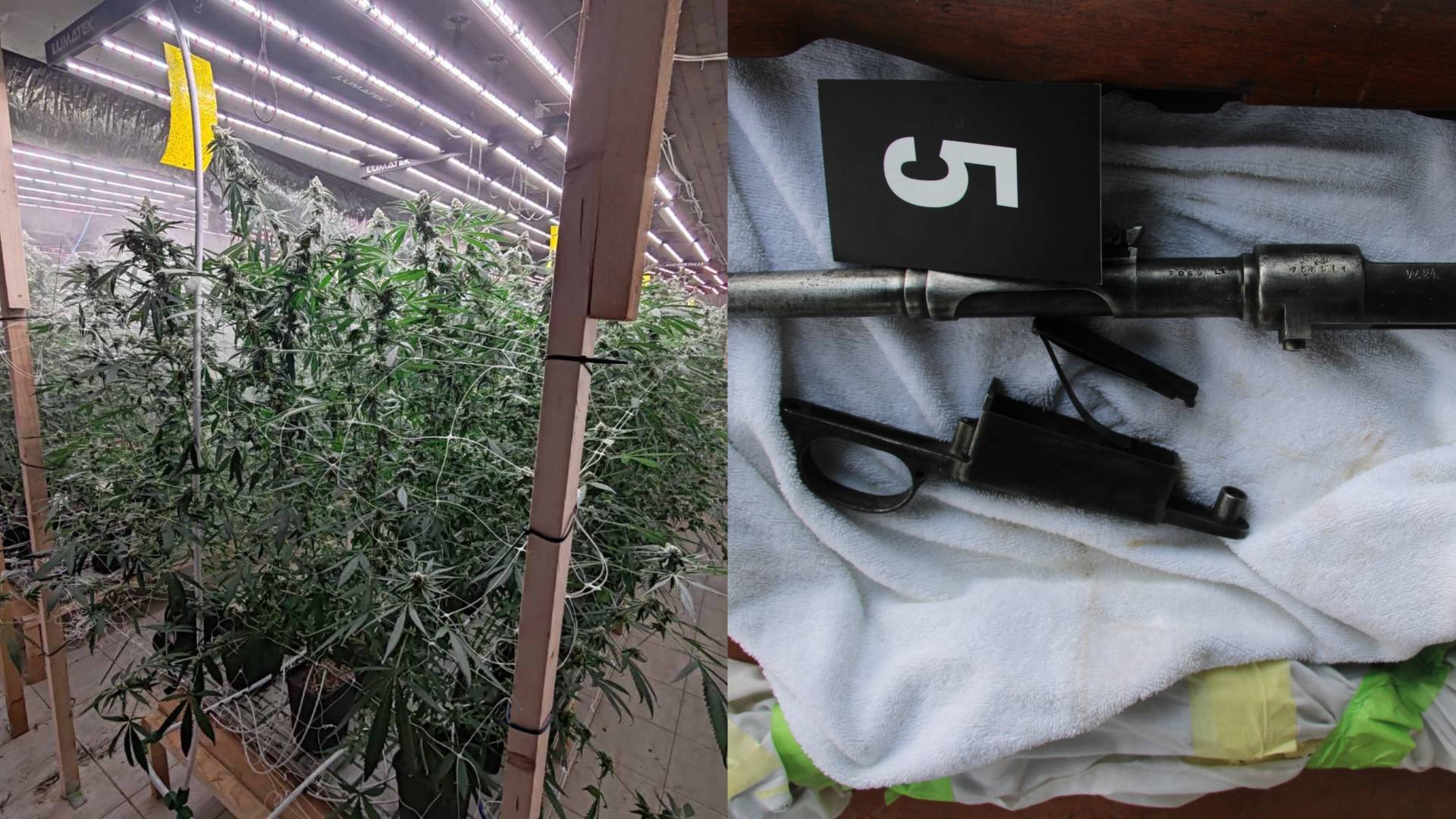 Mariborski policisti odkrili večje nasade konoplje in orožje 