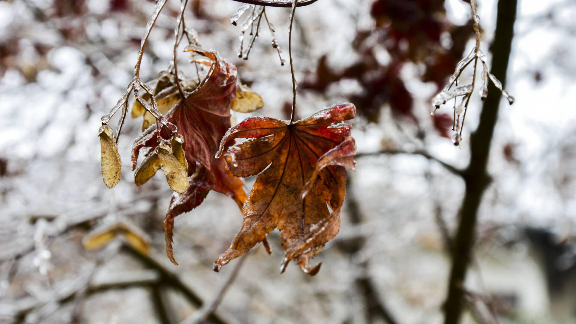 Pred nami je spremenljivo vreme, kaj napovedujejo vremenoslovci za prihodnje dni?