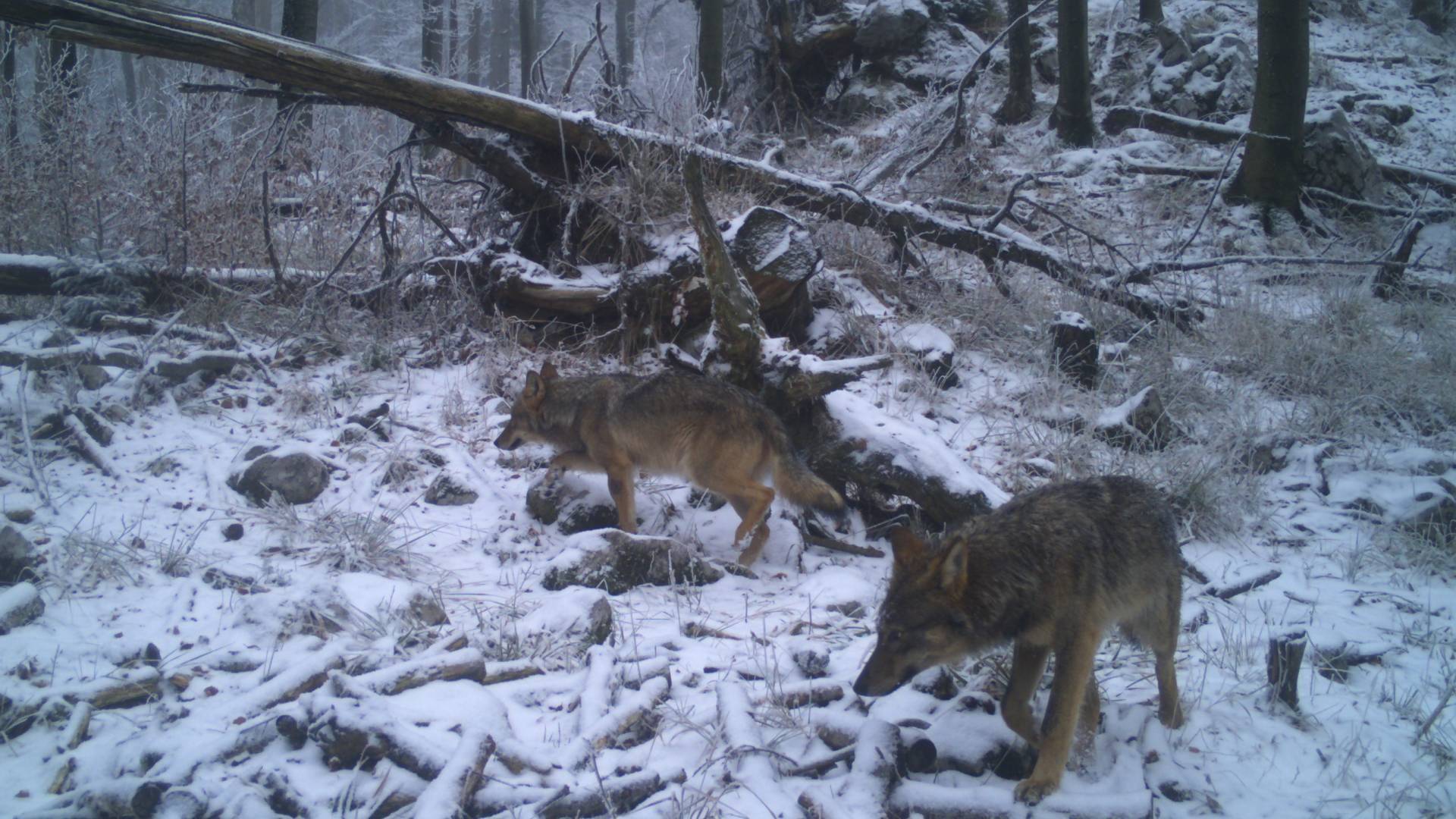 V gozdovih Pohorja nad Rušami trop volkov  