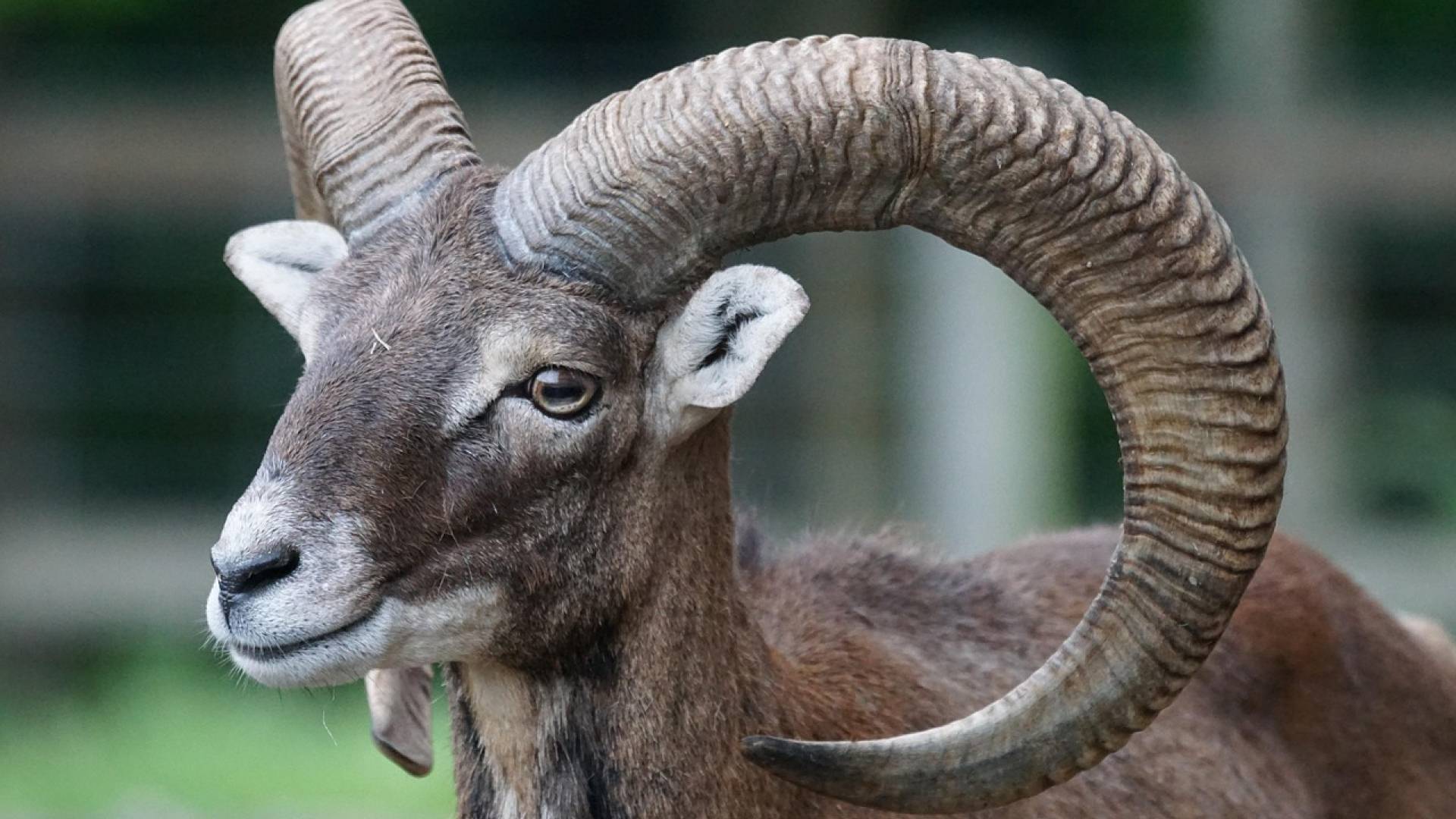 Na Boču množični pogin muflonov zaradi bolezni modrikastega jezika