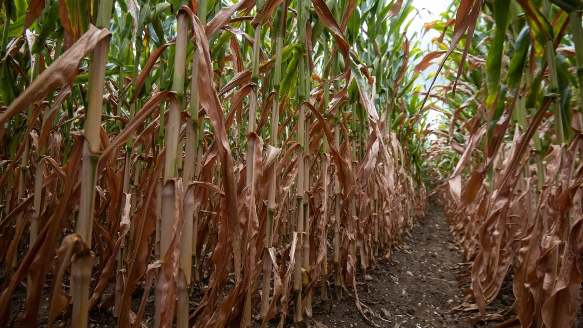 Ste utrpeli škodo zaradi suše? Na te datume morate biti pozorni