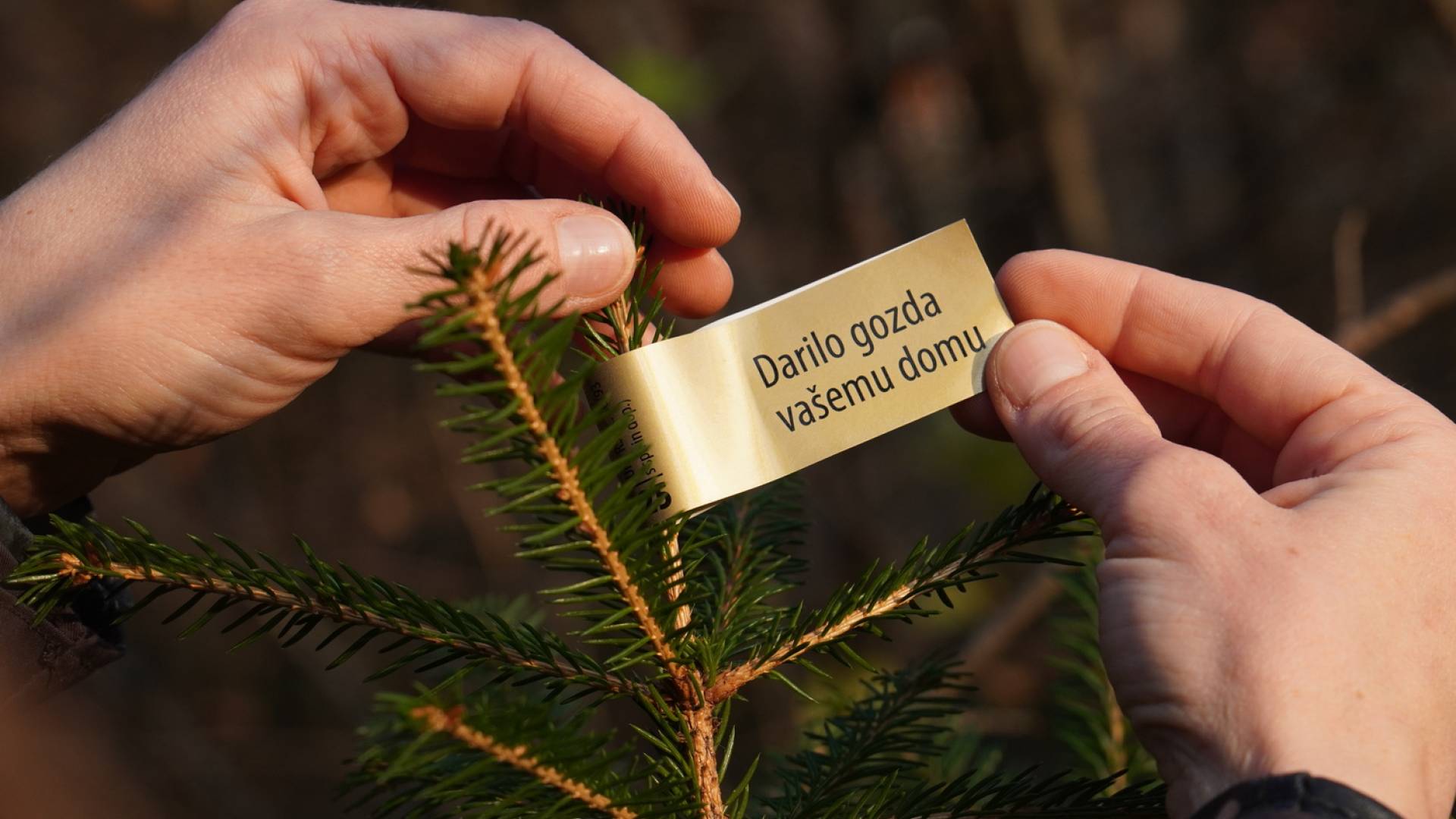 Slovenska drevesca letos označuje zlata nalepka: »Zagotovilo kupcu, da je domače, zakonito in trajnostno« 