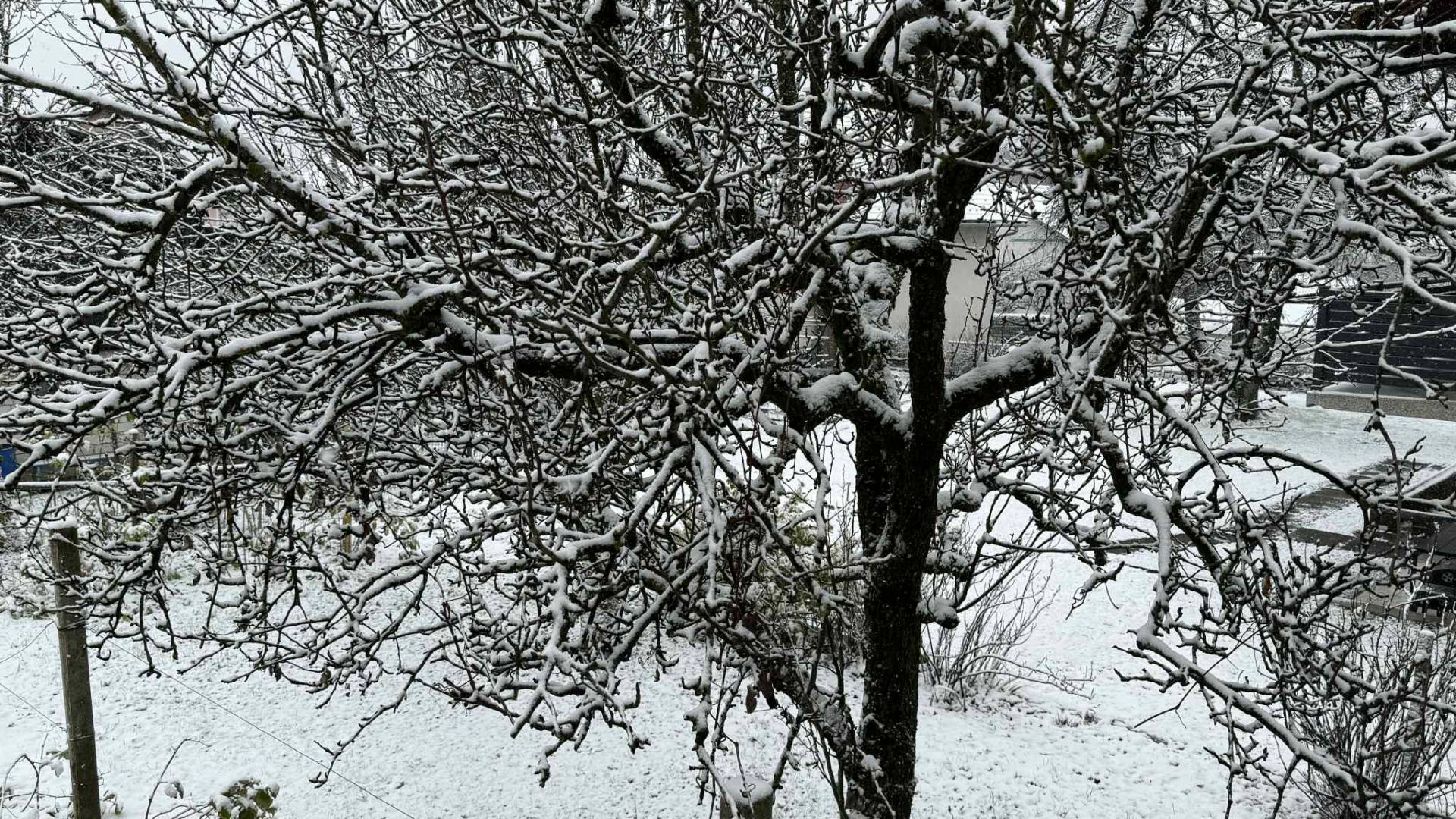 FOTO in VIDEO: Tanka, pa vendar! Snežna odeja razveselila Dolenjce, v Kočevju spet sneži