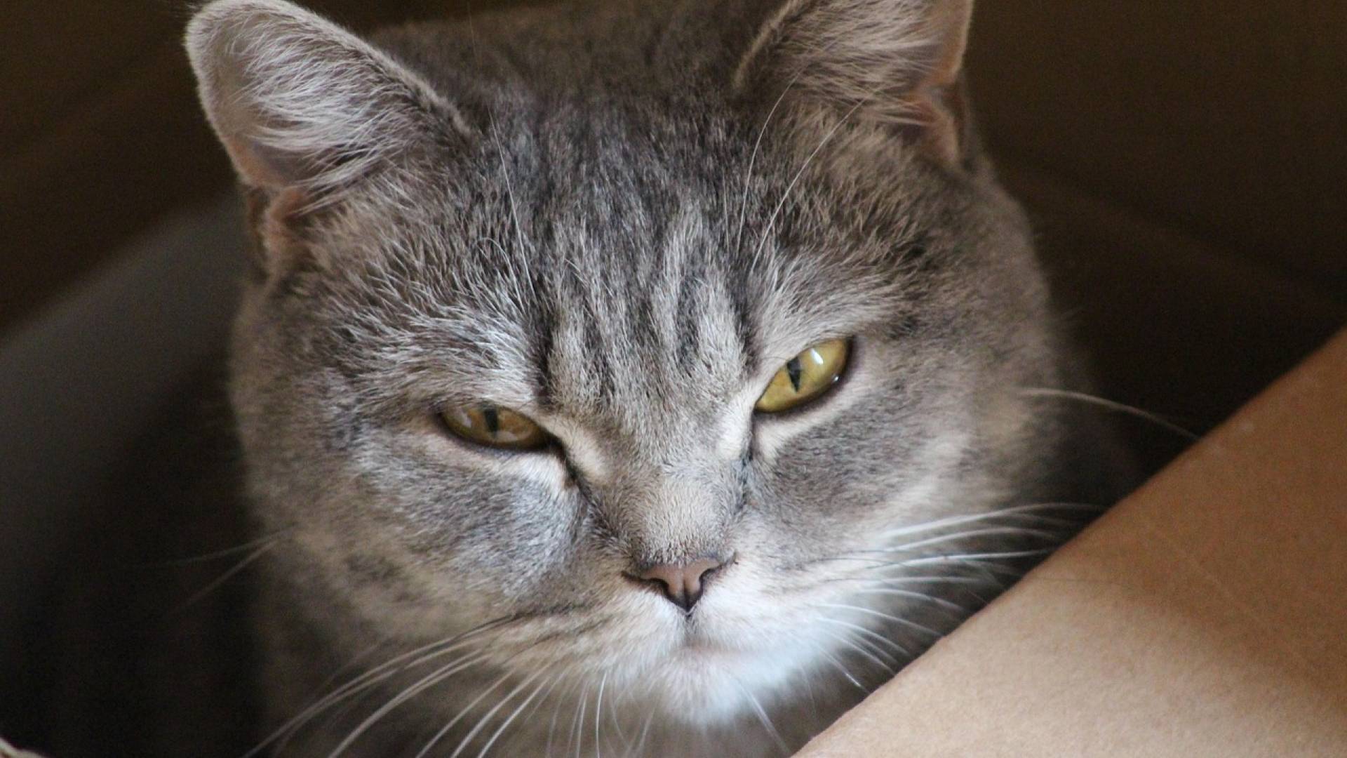 Uslužbenka iz paketa zaslišala čudne zvoke. Ko so ga policisti odprli, je sledil šok