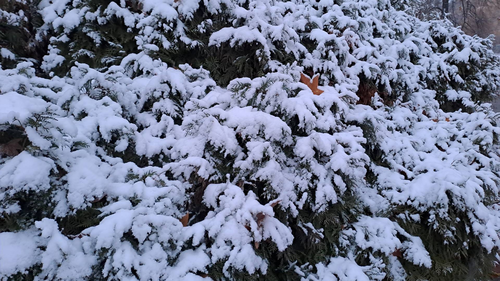 Prihaja vremenska fronta, meja sneženja se bo spuščala