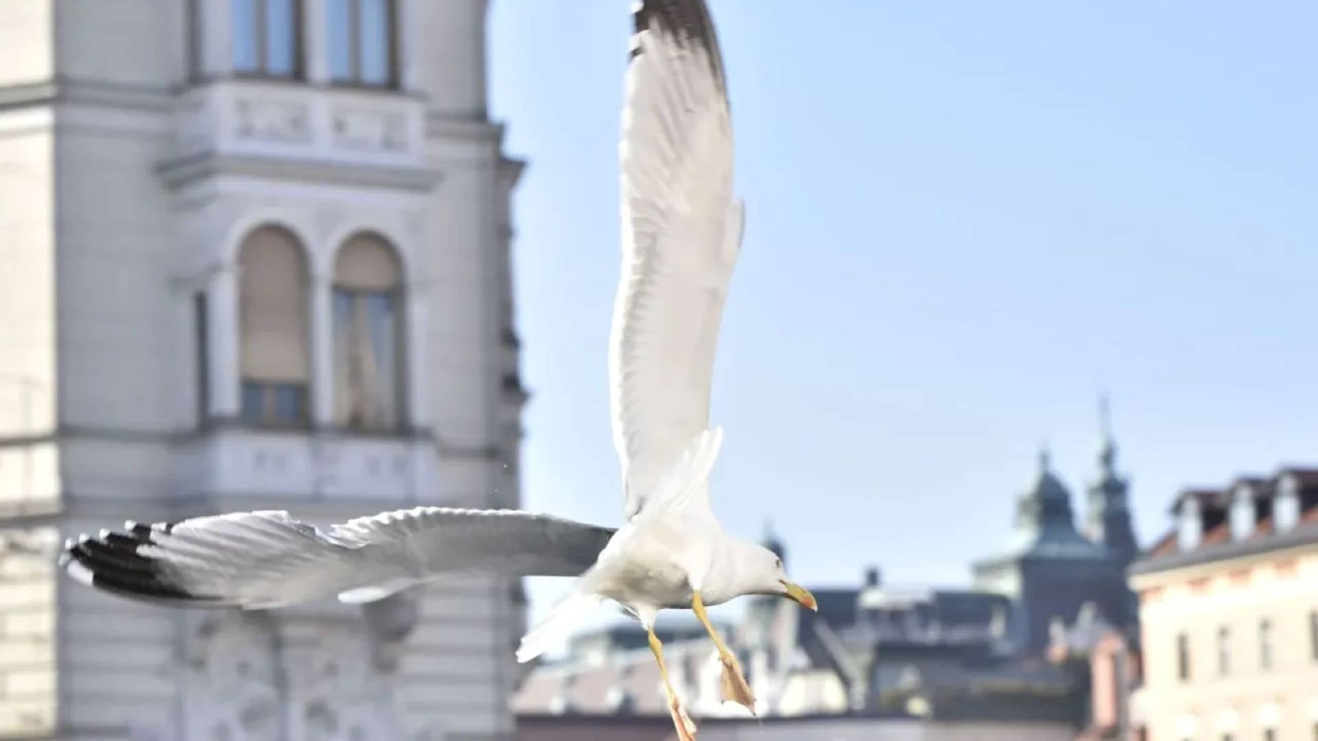 Okužena Ljubljana: Ptičja gripa potrjena pri galebu, strokovnjaki svarijo pred stikom z divjimi pticami